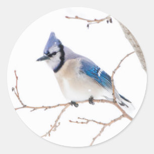 Adesivo Condado de Wichita, Texas. Blue Jay