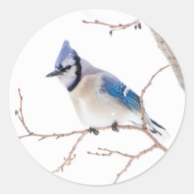 Adesivo Condado de Wichita, Texas. Blue Jay (Frente)