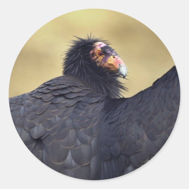 Adesivo Condor da Califórnia (Frente)