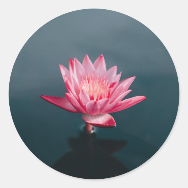 Adesivo Conjunto de Cartão de Saudação da Flor Rosa (Frente)