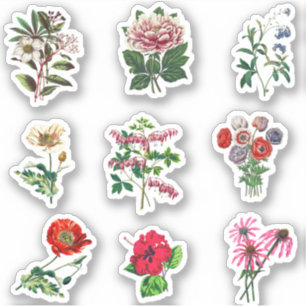 Adesivo Conjunto de Flores Botânicas Vintage Estéticas