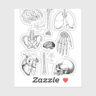 Adesivo Conjunto de Ilustrações Médicas Antigas de Anatomi
