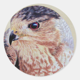Adesivo Coopers Hawk Portrait
