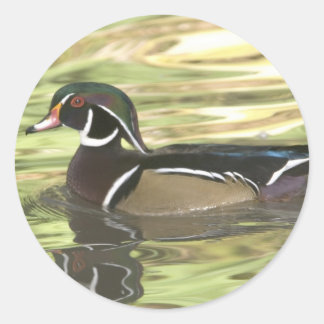 Adesivo Cópia de cópia DSC_0454