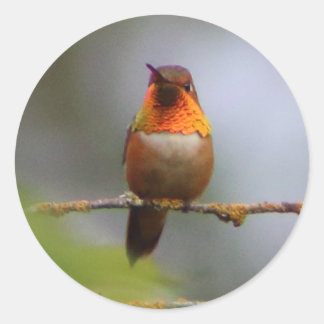 Adesivo Copper Rufous Hummingbird