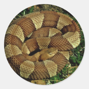 Adesivo copperhead Largo-unido