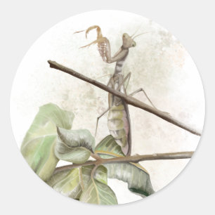 Adesivo Cor d'água de Pray Mantis 