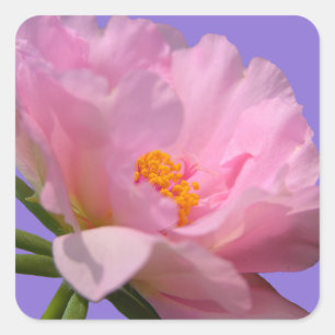 Adesivo cor-de-rosa com flor de pénia rosa