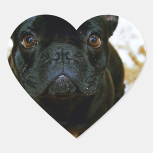 Adesivo Coração Adorável Bulldog Francês Puppy!
