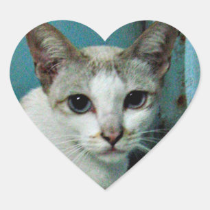 Adesivo Coração Amigo de Gato Siamês