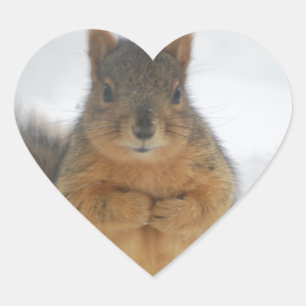 Adesivo Coração Amor de Esquilo