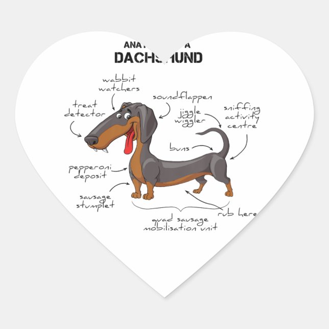 Adesivo Coração Anatomia De Um Dachshund - Cachorro Engraçado (Frente)