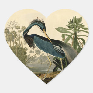 Adesivo Coração Audubon Louisiana Heron Birds América Art