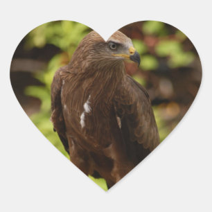 Adesivo Coração Aves de rapina