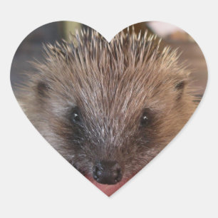 Adesivo Coração Baby Hedgehog Sticker