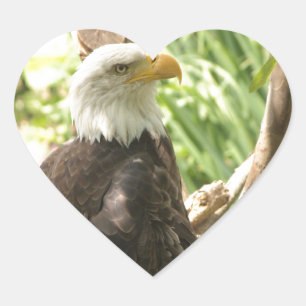 Adesivo Coração Bald Eagle