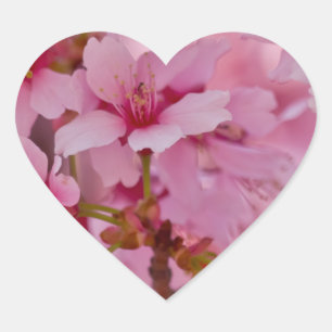 Adesivo Coração Banhado em flores de cerejeira japonesas cor-de-ro