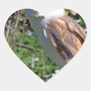 Adesivo Coração Barn Owl