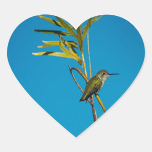 Adesivo Coração Beija-flor-da-garganta-fêmea na árvore