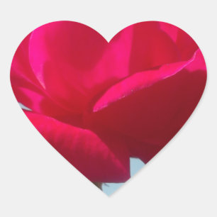 Adesivo Coração Bela Rosa Celestial Encantadora Vermelha Contra o