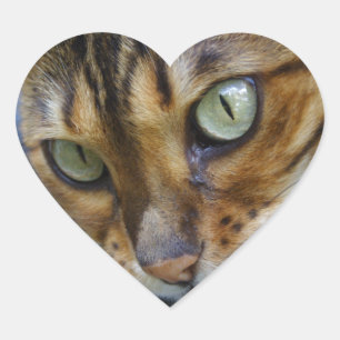 Adesivo Coração Belo Gato Bengal