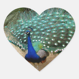 Adesivo Coração Belo Pavão