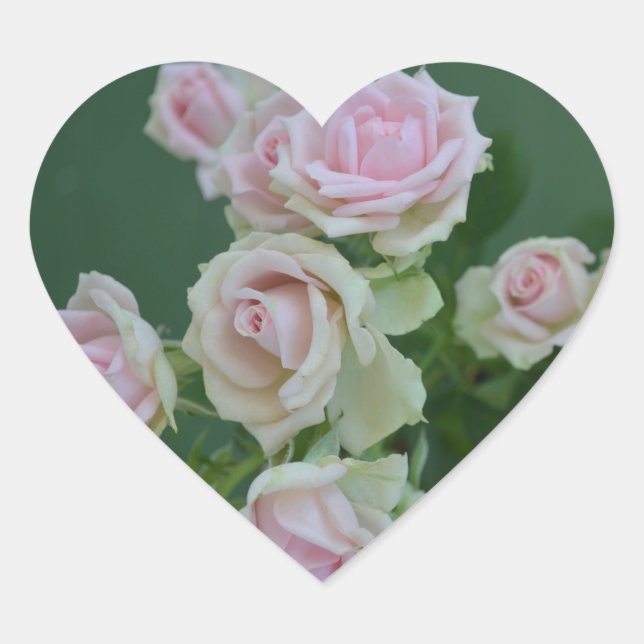 Adesivo Coração Belos rosas de jardim de rosas claro (Frente)