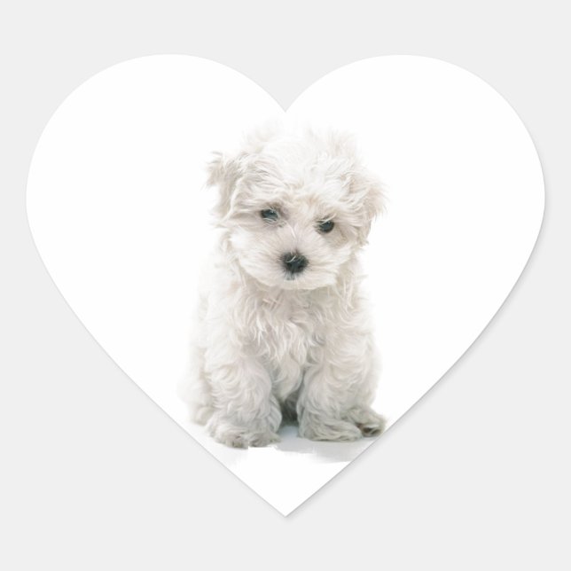 Adesivo Coração Bichon Frise Stickers (Frente)