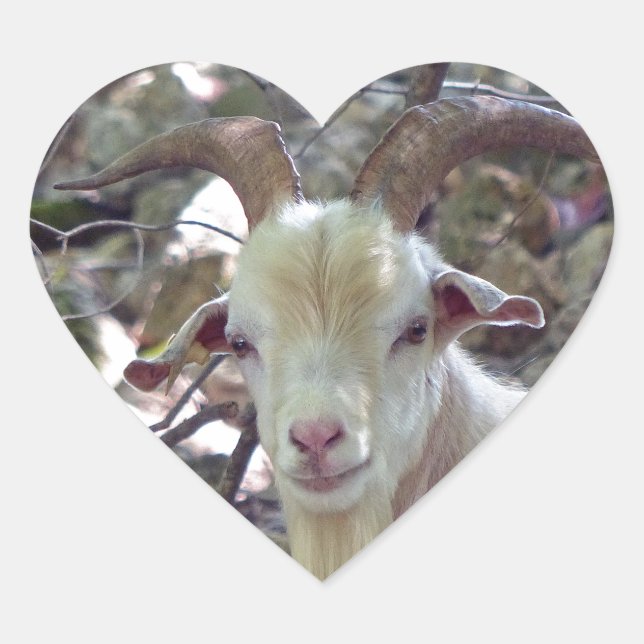 Adesivo Coração Billy Goat (Frente)