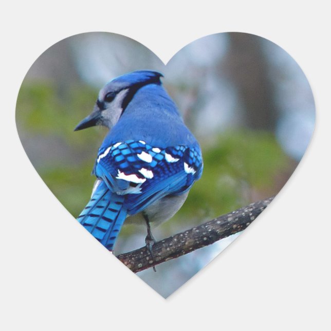 Adesivo Coração Blue Jay (Frente)