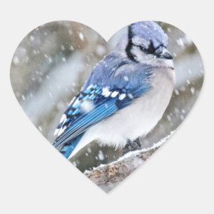 Adesivo Coração Blue Jay em uma tempestade de neve