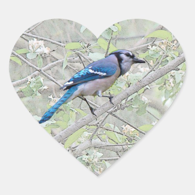 Adesivo Coração Blue Jay Songbird (Frente)