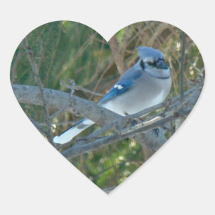 Adesivo Coração Blue Jay Songbird (Cyanocitta cristata)