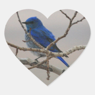 Adesivo Coração Bluebird da montanha