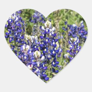 Adesivo Coração Bluebonnets de Texas coloridos - texensis do