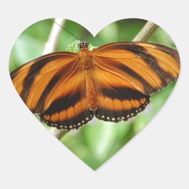 Adesivo Coração Borboleta Tigre (Frente)