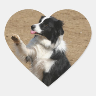 Adesivo Coração border collie