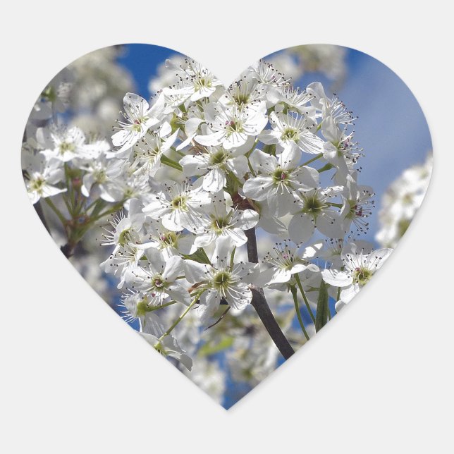 Adesivo Coração Bradford Pear Blooms (Frente)