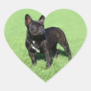 Adesivo Coração Buldogue francês 2