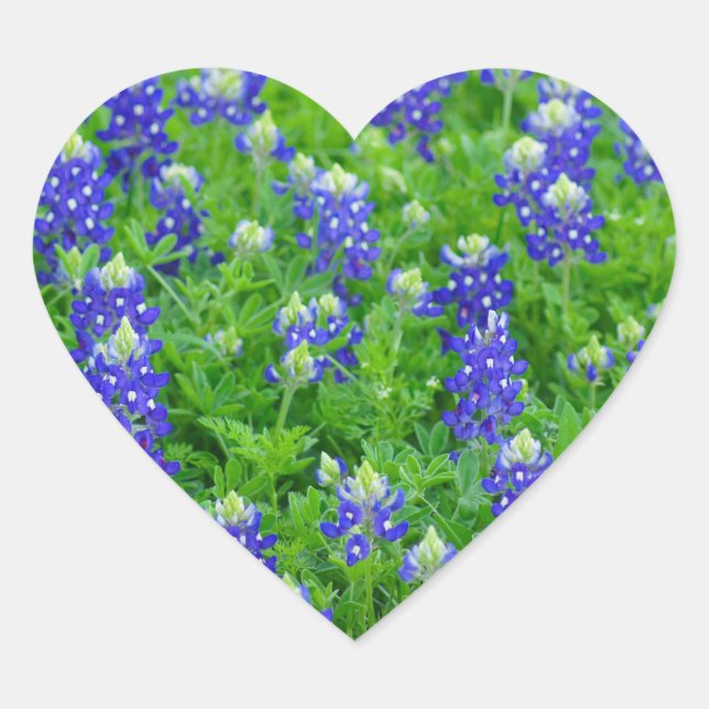 Adesivo Coração Campo Bluebonnet (Frente)