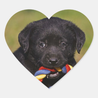 Adesivo Coração cão preto Labrador Retriever filhote bordador