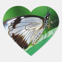 Castanho escuro e borboleta Cinza