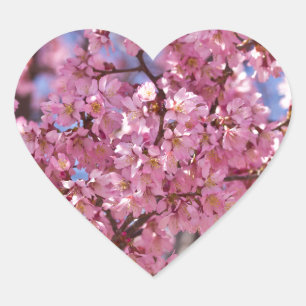 Adesivo Coração Céu Rosa Flor de Cerejeira Sakura