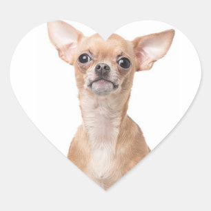 Adesivo Coração Chihuahua Puppy Dog Heart