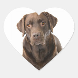 Adesivo Coração Chocolate Castanho Labrador Retriever Cachorro Cac
