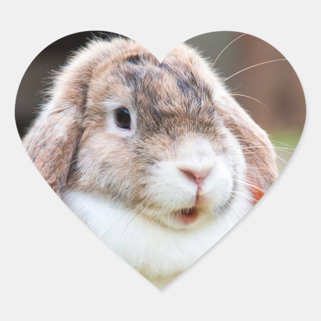 Adesivo Coração Coelho-de-orelha-branca (Frente)