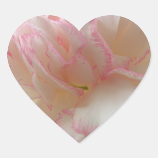 Adesivo Coração Coração do Cravo Rosa e Branco (Frente)