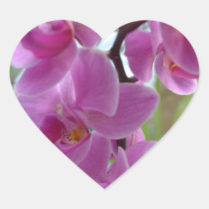 Adesivo Coração Corações cor-de-rosa da orquídea