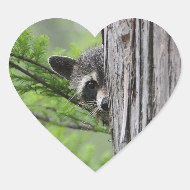 Adesivo Coração Cute Raccoon (Frente)