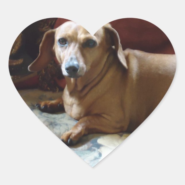 Adesivo Coração Dachshund (Frente)